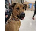 Adopt Pumpkin Java a Brown/Chocolate Mastiff / Mixed dog in Edmonton