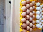 Lavender Orpington 12 Hatching eggs. NPIP and AI Clean. - Opportunity