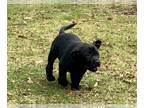 Labrador Retriever PUPPY FOR SALE ADN-500430 - AKC Labrador Retriever Puppies