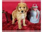 Poodle (Standard) PUPPY FOR SALE ADN-500337 - Beautiful AKC red and apricot
