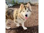 Adopt Chanel Rose (ID# A51229275) a Alaskan Malamute / Mixed dog in Oakland