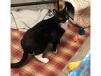 Adopt Hollis a Domestic Shorthair / Mixed cat in Concord, NH (36519867)