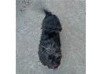 Adopt ZAP in TX a Black Cairn Terrier / Mixed dog in Fort Worth, TX (36518863)