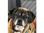 Adopt Berto a Tan/Yellow/Fawn - with Black Pug / Mixed dog in Grapevine