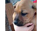 Adopt Tool Shed Mastiffs - Spade a Brindle Mastiff dog in Vail, AZ (36517687)