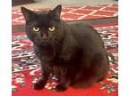 Adopt Mini a All Black American Shorthair / Mixed (short coat) cat in