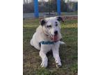 Adopt Pablo a White Great Pyrenees / Mixed dog in Toronto, ON (36511726)