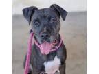 Adopt Reginald a Black Boxer / Mixed dog in Lewisville, TX (36511323)