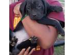 Cane Corso Puppy for sale in Hyattsville, MD, USA