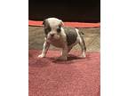 American Bully Puppy for sale in Jesup, GA, USA