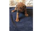 Rhodesian Ridgeback Puppy for sale in New Waverly, TX, USA