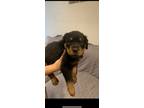 Rottweiler Puppy for sale in Steger, IL, USA