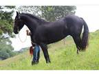 Awesome friesian horse