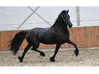 registered Friesian mare horse