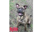 Adopt KYLIE a Brindle American Pit Bull Terrier / Mixed dog in Saginaw