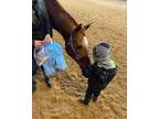 Winston- lesson Horse - Beginner
