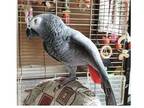 uidttu african grey parrots - Opportunity