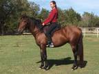 Bay Andalusian Gelding for sale