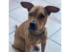 Adopt Donny A Brown/Chocolate Mixed Breed (Medium) / Mixed Dog In St.
