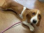 Adopt Lemon Girl a Basset Hound / Mixed dog in Salt Lake City, UT (36527505)