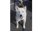 Adopt Sully a Husky / German Shepherd Dog / Mixed dog in Claremore
