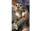 Adopt Duvet a Domestic Shorthair / Mixed cat in Camden, SC (36525891)