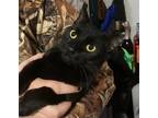Adopt Mouth a Domestic Shorthair / Mixed cat in Camden, SC (36525890)