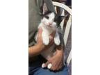 Adopt SeeSaw a Domestic Shorthair / Mixed cat in Camden, SC (36525560)