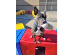 Adopt Benny a Gray/Blue/Silver/Salt & Pepper American Pit Bull Terrier / Mixed