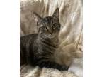 Adopt Louie - MS a Gray, Blue or Silver Tabby Domestic Shorthair / Mixed cat in