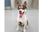 Adopt Pablo a White Husky / Mixed dog in Silver Springs, NV (36521600)