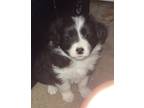 Border Collie Puppy for sale in Beeville, TX, USA