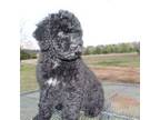 Portuguese Water Dog Puppy for sale in Valley Grande, AL, USA