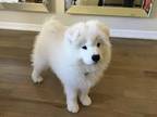 Samoyed Puppy for sale in Modesto, CA, USA