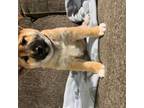 Shiba Inu Puppy for sale in Nicholson, PA, USA