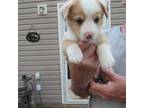 Cardigan Welsh Corgi Puppy for sale in Fort White, FL, USA