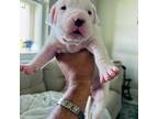 Dogo Argentino Puppy for sale in Davenport, FL, USA
