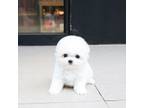 Bichon Frise Puppy for sale in Auburn, CA, USA