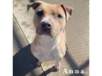 Adopt Anna a American Staffordshire Terrier