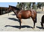 2018 Andalusian bay mare