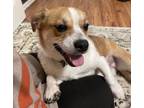 Adopt Hocus Pocus Group: Ginger a Corgi, Boston Terrier