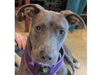 Adopt Sky Blue ~ Puppy! Timid. Good w/Cats! a Pit Bull Terrier