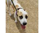 Adopt Odie a Boxer, Cattle Dog