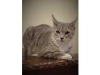 Adopt York and Candy kitten pair a Domestic Short Hair