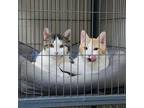 Adopt Mister and Pt a Domestic Short Hair
