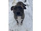 Adopt Kingsley a Pit Bull Terrier