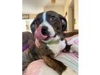 Adopt Hocus Pocus: Binx (aka Pixel} a Boston Terrier