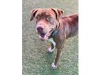 Adopt Clayton a American Staffordshire Terrier