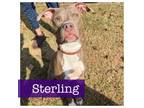 Adopt Sterling a Staffordshire Bull Terrier, Boxer