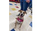 Adopt Codswallop a Pit Bull Terrier, Mixed Breed